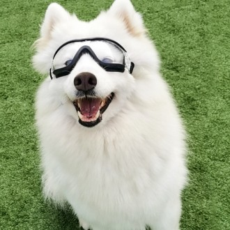 ǰ̹