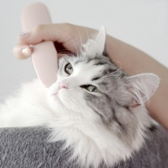 ǰ̹