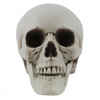 두개골 해골 모형 1호 (20X16X15cm)