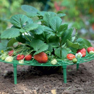 딸기받침대 트레이 딸기재배 방충 화분 재배기