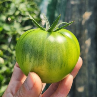 [프레시퍼스트] 특품 대저 짭짜리 토마토 2.5kg/M