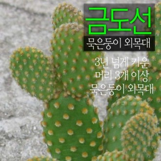 ǰ̹