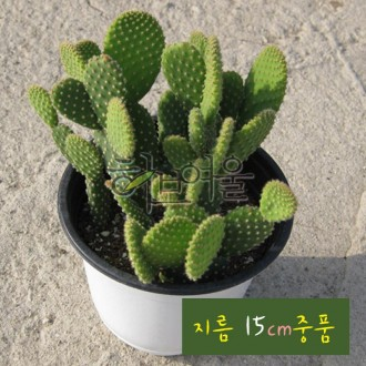 ǰ̹
