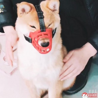 ǰ̹