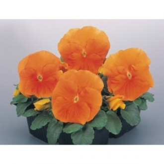 ��ǰ�̹���