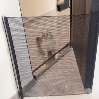 ǰ̹