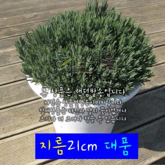 ǰ̹