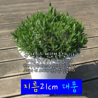 ǰ̹