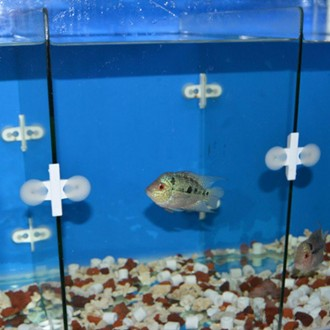 ǰ̹