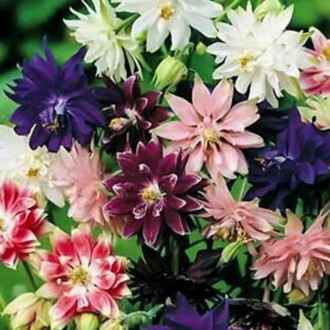 ��ǰ�̹���