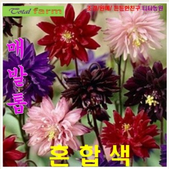 ��ǰ�̹���