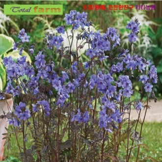 ��ǰ�̹���