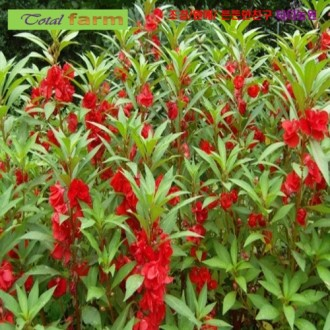 ��ǰ�̹���