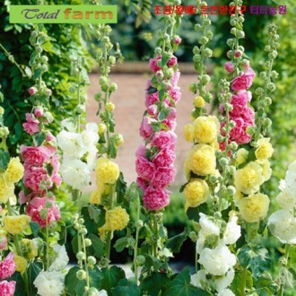 ��ǰ�̹���