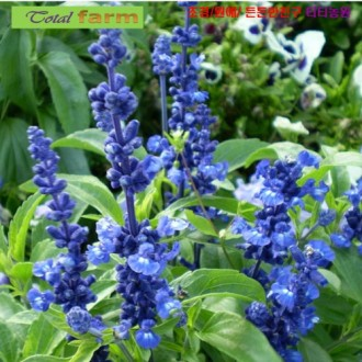 ��ǰ�̹���