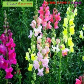 ��ǰ�̹���