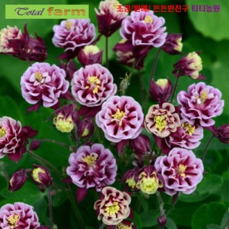 ��ǰ�̹���