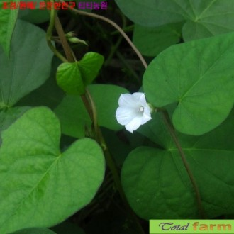 ��ǰ�̹���