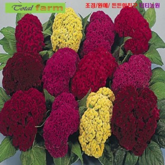 ��ǰ�̹���