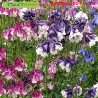 ��ǰ�̹���