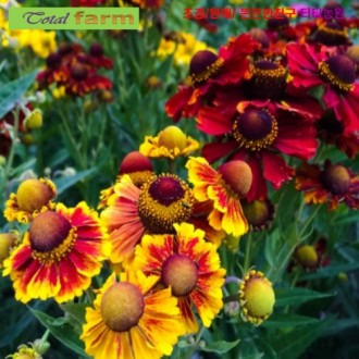 ��ǰ�̹���