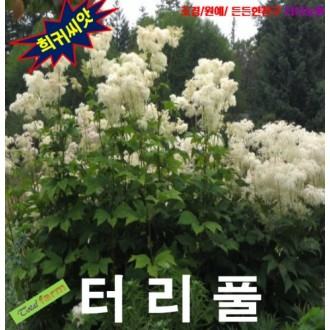 ��ǰ�̹���