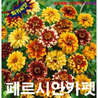 ��ǰ�̹���