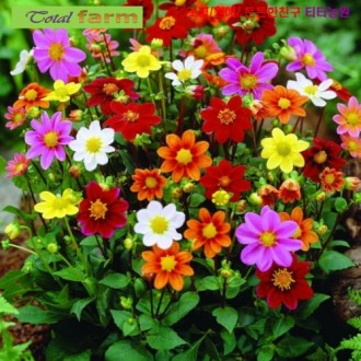 ��ǰ�̹���