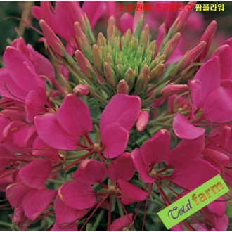 ��ǰ�̹���