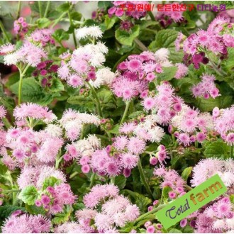 ��ǰ�̹���