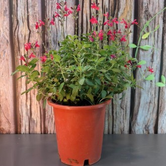 »óǰÀ̹ÌÁö »óǰÀ̹ÌÁö