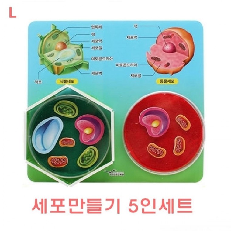 EA 세포만들기 5인세트