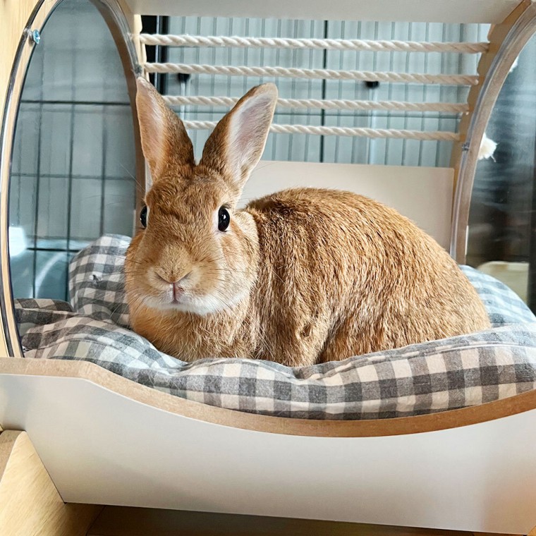 원목 캡슐 고양이 쉼터 고양이숨숨집 고양이하우스 투명숨숨집 토끼은신처 토끼숨숨집