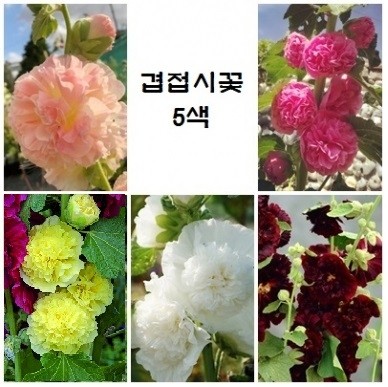 [꽃씨 묶음] 겹접시꽃 5色