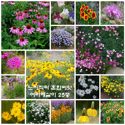 [노지직파 혼합씨앗] 여러해살이 25종 세트 (3평용)