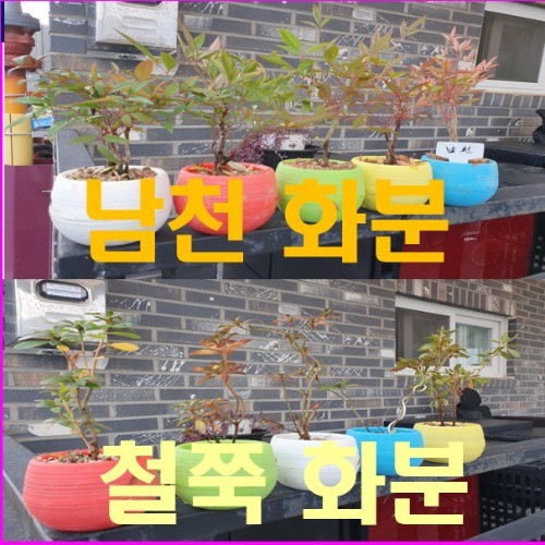 철쭉화분 5개 남천화분 5개 10개 한셋트