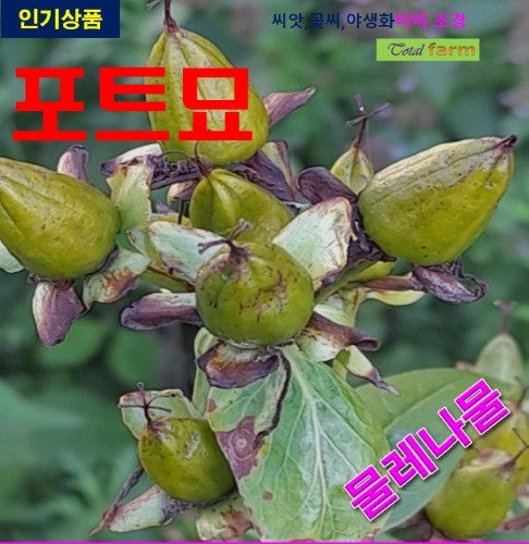 포트묘 물레나물 5주