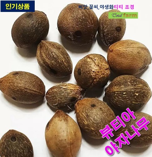 희귀종자 뷰티아 야자나무 씨앗 10립