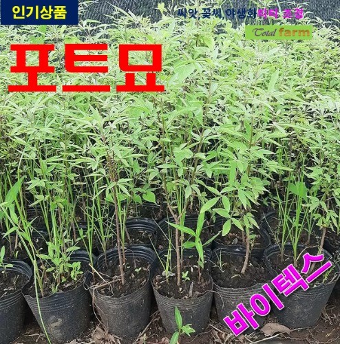 포트묘 바이텍스 8주