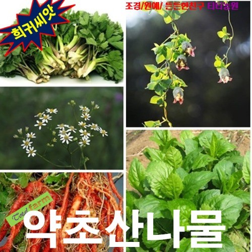 씨앗 약초산나물 5종 더덕 단삼 방풍 참취 부지깽이