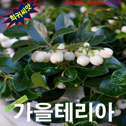 가을테리아 Gaultheria 화이트 15립