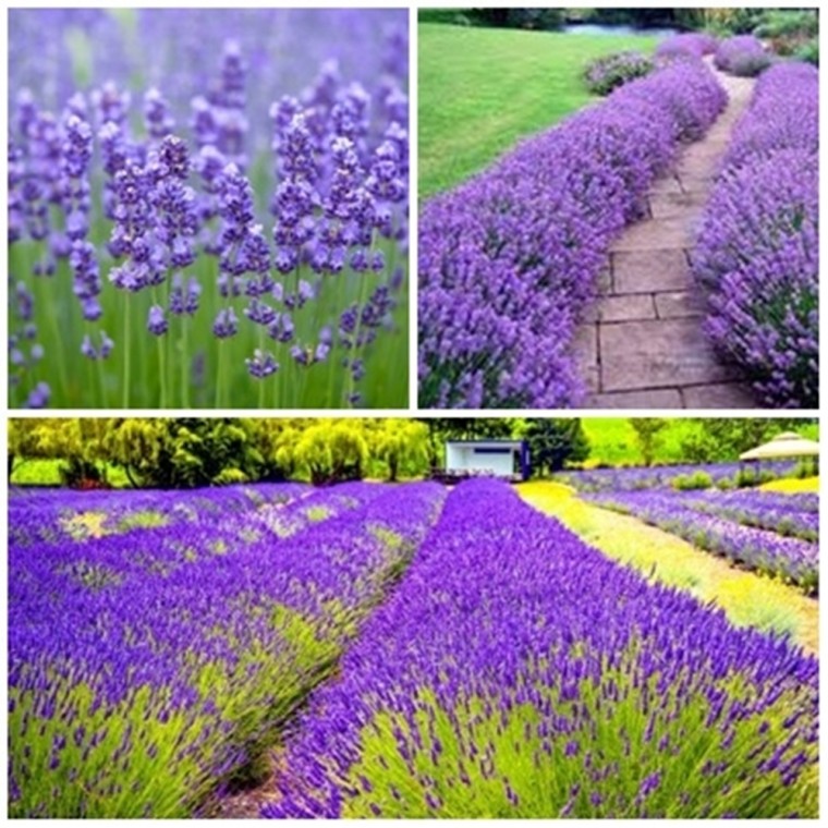 [허브씨앗] 잉글리쉬라벤더 True Lavender Lavandula angustifolia 1000립 3평용