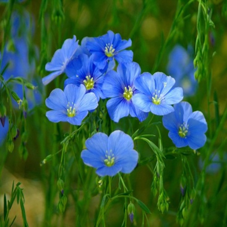 [꽃씨] 꽃아마 블루 Common Flax Linum usitatissimum 600립