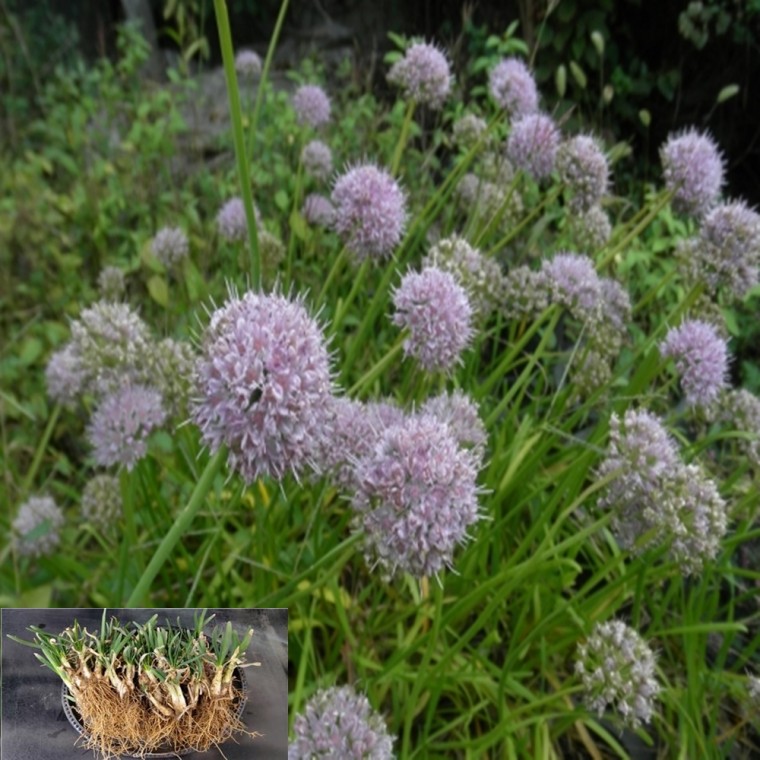 [구근 씨앗] 두메부추 토종 llium senescens 50구