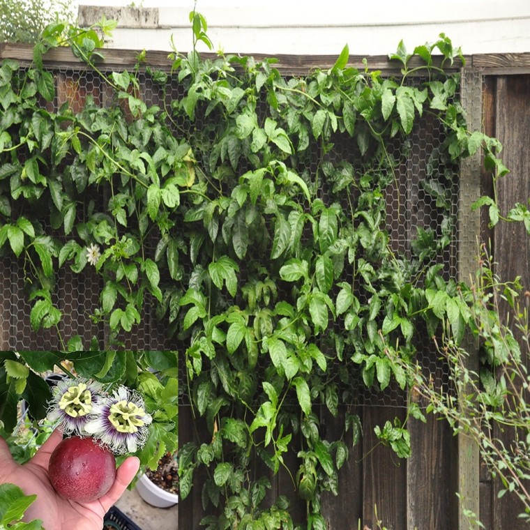 [꽃씨] 백향과 시계초 에둘리스 Passiflora edulis 100립