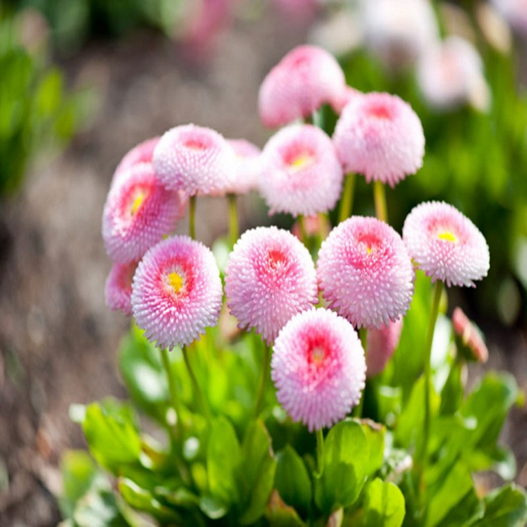 [꽃씨] 잉글리쉬데이지 핑크 Bellis perennis 600립 (꽃차 샐러드로 식용 가능)