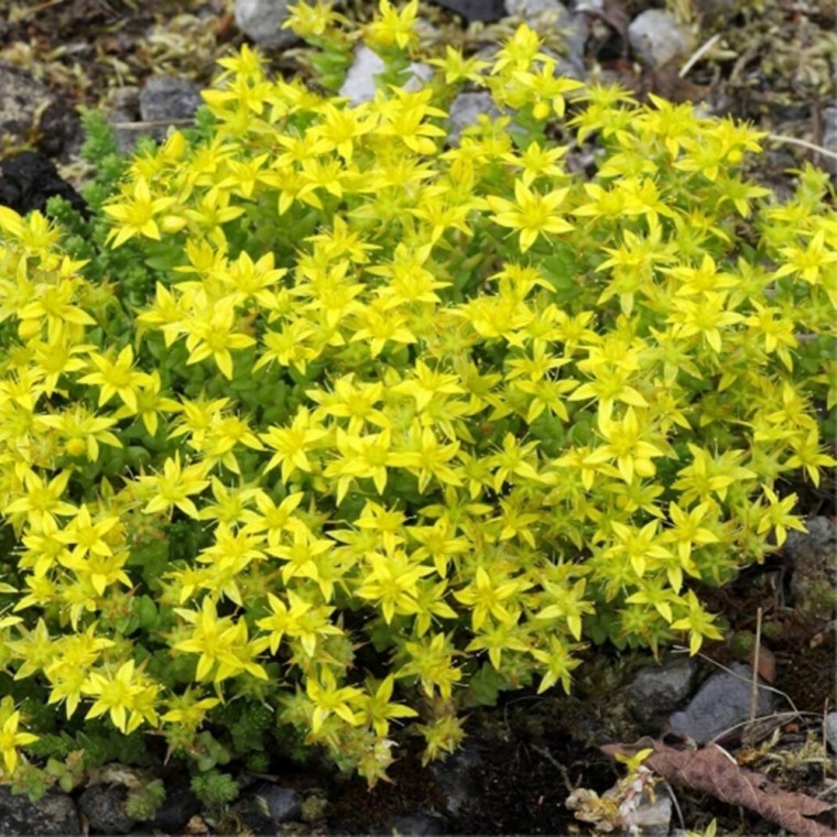 [꽃잔디대체 씨앗] 황금이끼세덤 Golden Moss Sedum 1000립