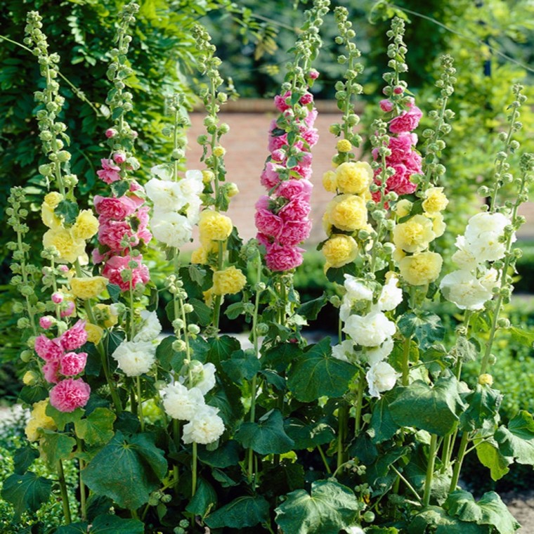 [꽃씨] 겹접시꽃 혼합색 Alcea rosea Double Chater s Mix 400립