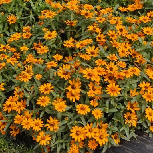 [꽃씨] 미니백일홍 리네아리스 오렌지 Zinnia linearis Orange 400립