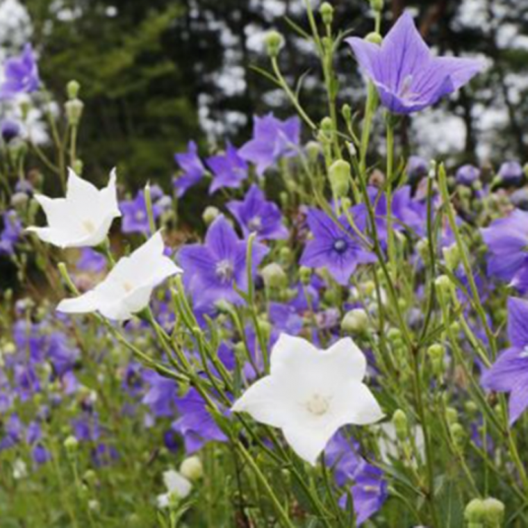 [약초씨앗] 도라지 혼합 Platycodon grandiflorus 1000립